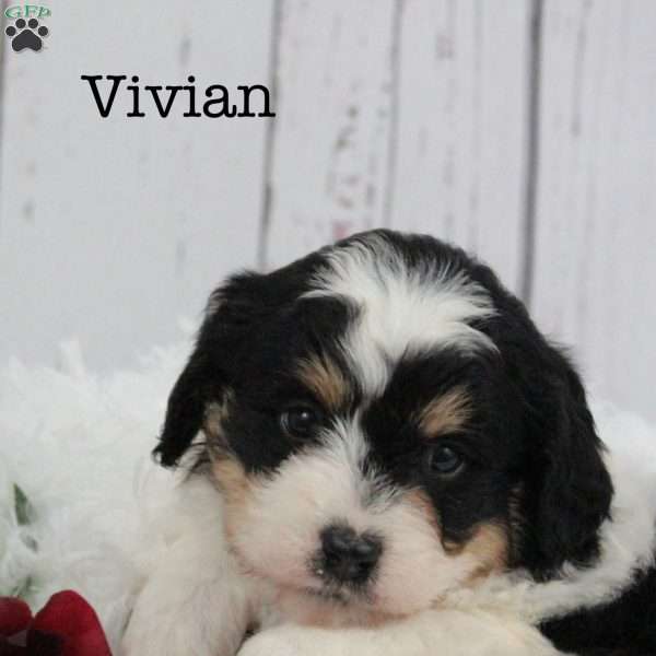 Vivian, Bernedoodle Puppy
